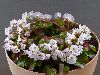 <em>Shortia uniflora</em>